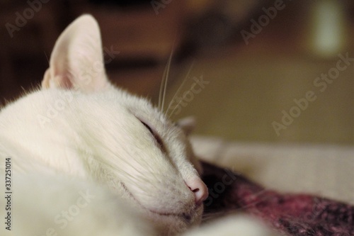 kot sen wypoczynek relaks portret domowy