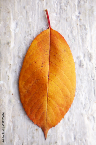 Branch of autumn leaves Cherry plum isolated on a white background. Studio shot . The bright red leaves of cherry leaves . Brush Cherry leaves in red color and orange white background .