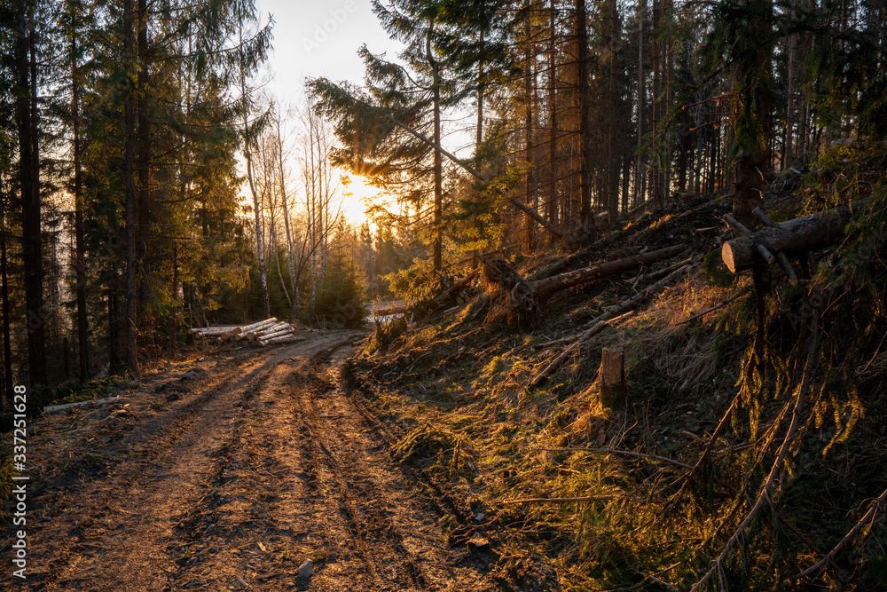 forest road in the mountains and sun over it