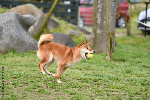 ドッグランで遊ぶ柴犬