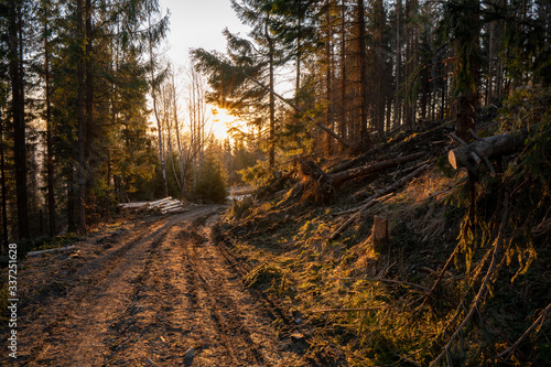 Obraz na płótnie forest road in the mountains and sun over it w salonie