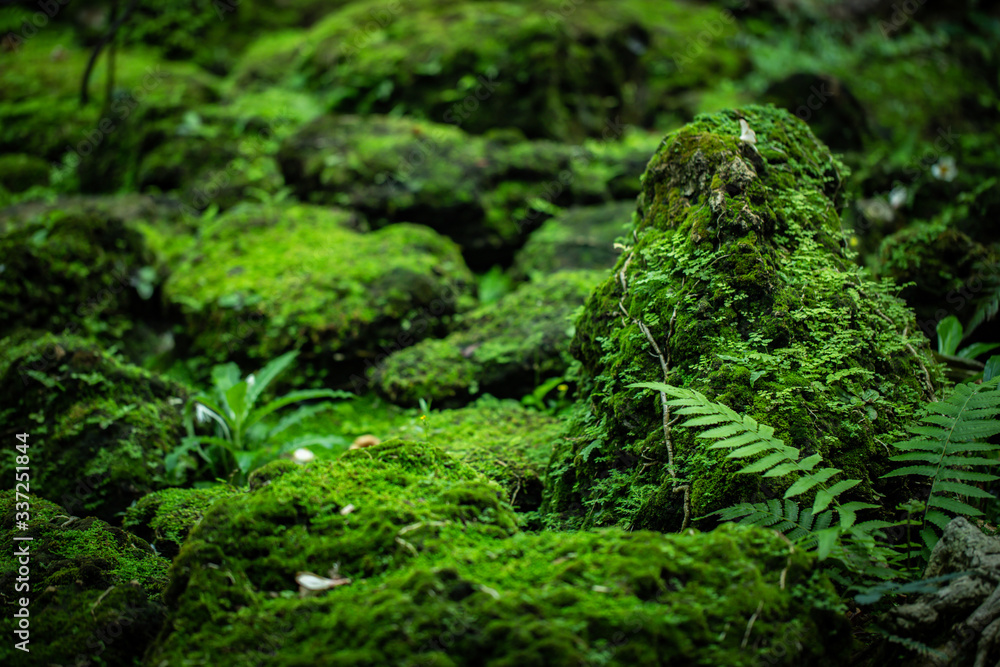 Beautiful Bright Green moss grown up cover tree root the rough stones and on the floor in the forest. Show with macro view. Rocks full of the moss texture in nature for wallpaper Beautiful Bright Green moss grown up cover tree root the rough stones and on the floor in the forest. Show with macro view. Rocks full of the moss texture in nature for wallpaper
