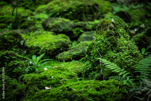 Beautiful Bright Green moss grown up cover tree root the rough stones and on the floor in the forest. Show with macro view. Rocks full of the moss texture in nature for wallpaper