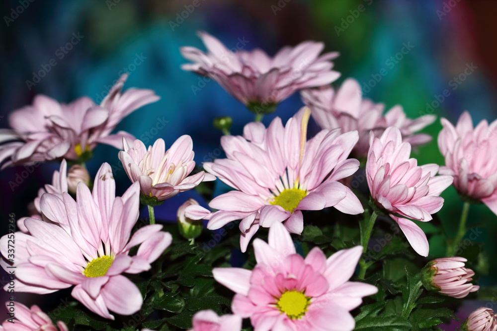 A bunch of Pink Chrysanthemum flowers against a colorful background