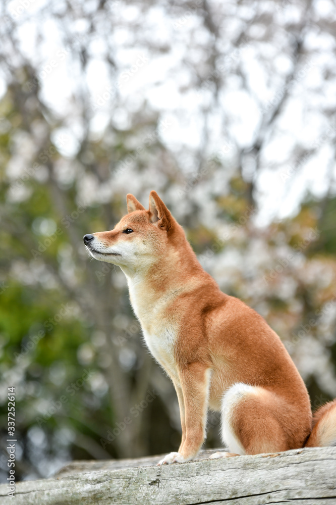 桜と柴犬 桜と柴犬