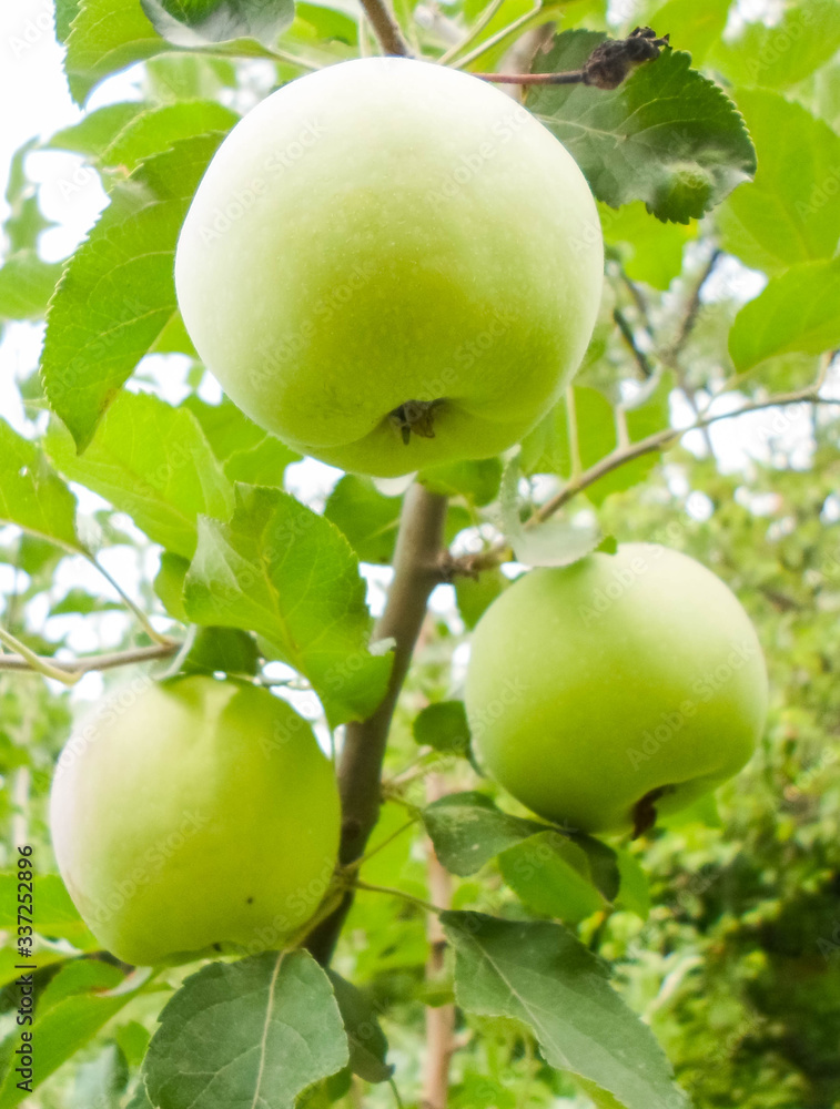 Green apples on the branch of apple tree in orchard Green apples on the branch of apple tree in orchard
