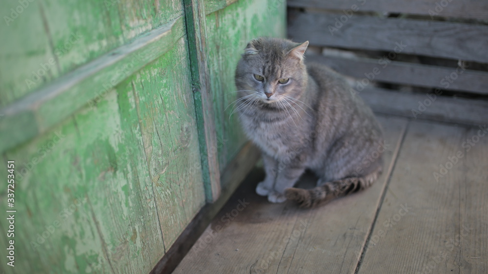 Obraz premium cat on the wall