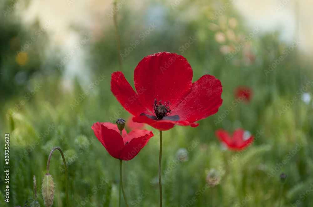 The Red Poppy Flowers IIn The Meadow In The Spring