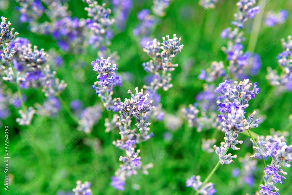 Blooming lavender in a field close-up, in the summer in the rays of the sun at sunset. Selective focus. Blooming lavender in a field close-up, in the summer in the rays of the sun at sunset. Selective focus.