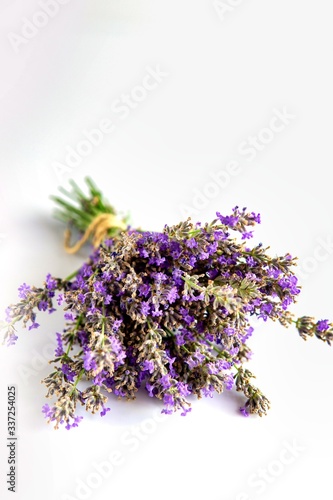 Lavandula Hidcote isolated on white background