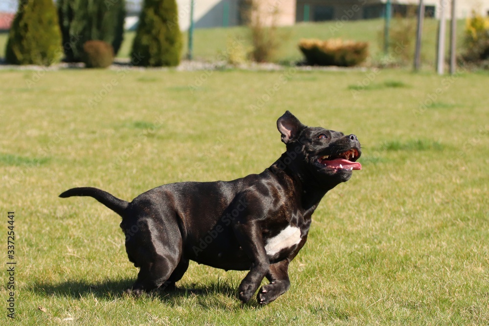 Playing and running staffordshire bull teriere in the garden with grass background 