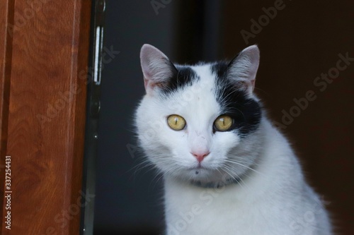 Black and white cat portaint with surprised look