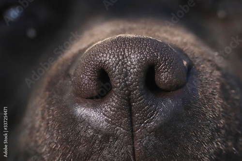 Soil dog staffordshier black wet nose 