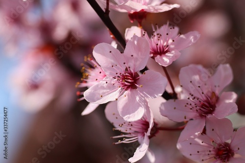 The sakura cherry pink blossom like a symbol of a spring 