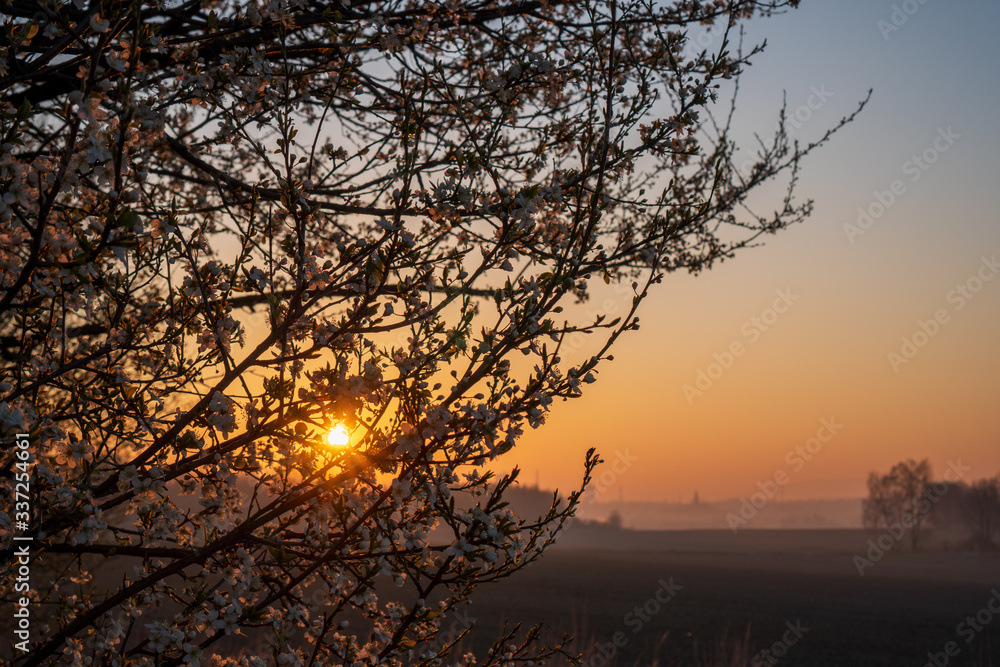 Naklejka premium sunrise in the fields with blooming cherry tree in front and forest in the background