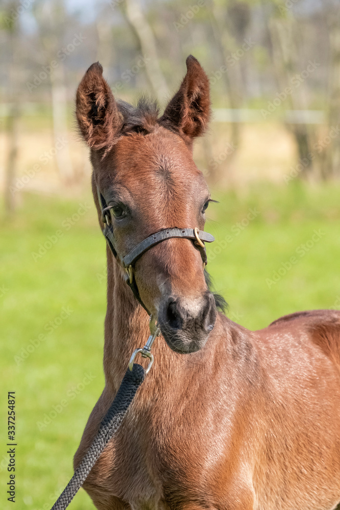 Fototapeta premium Little just born brown horse standing in green grass during the day with a countryside landscape. One day old, harness horse, riding horse