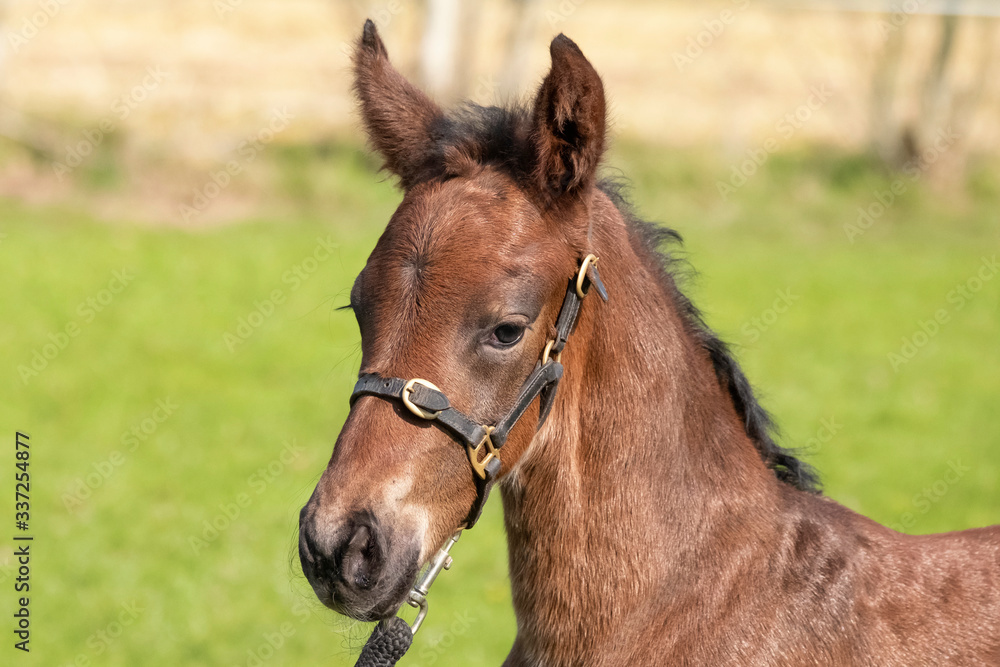 Little just born brown horse standing in green grass during the day with a countryside landscape. One day old, harness horse, riding horse Little just born brown horse standing in green grass during the day with a countryside landscape. One day old, harness horse, riding horse