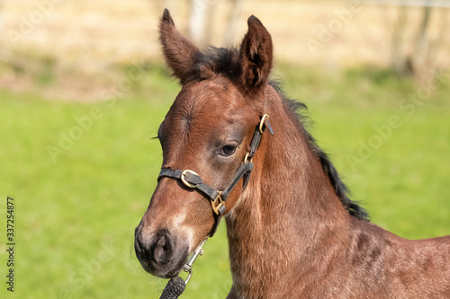 Little just born brown horse standing in green grass during the day with a countryside landscape. One day old, harness horse, riding horse