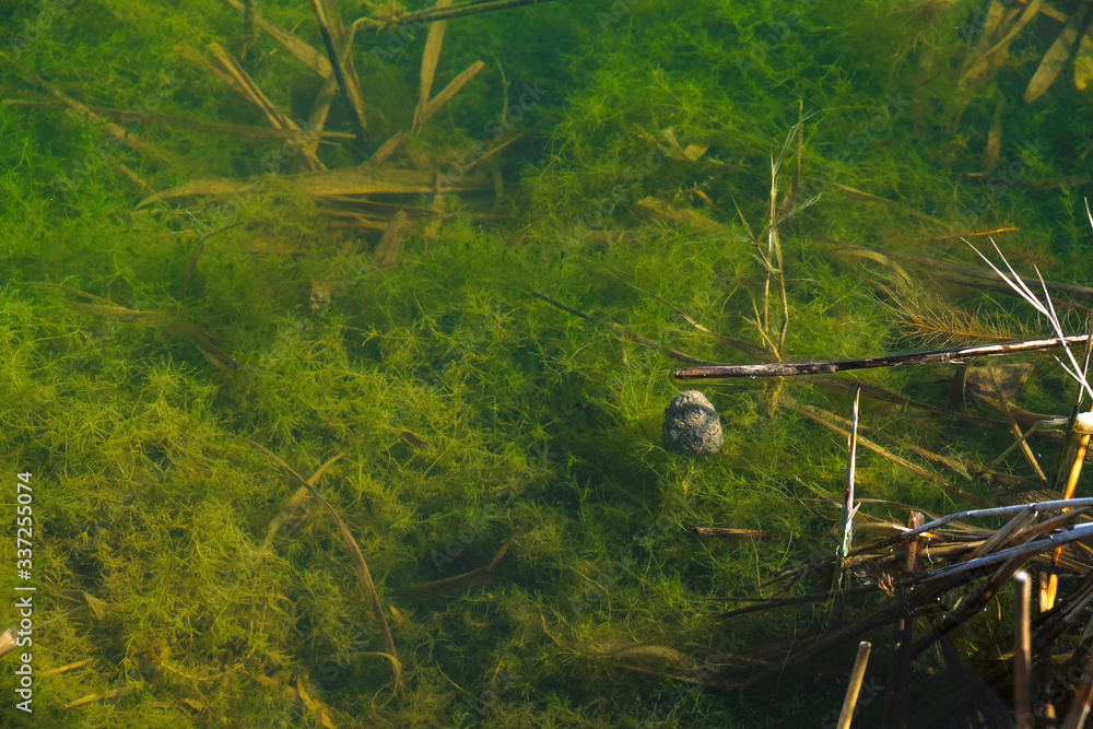 Mysterious bottom of a forest lake with green algae and dry reeds. Wetland area in Ukraine. Mysterious bottom of a forest lake with green algae and dry reeds. Wetland area in Ukraine.