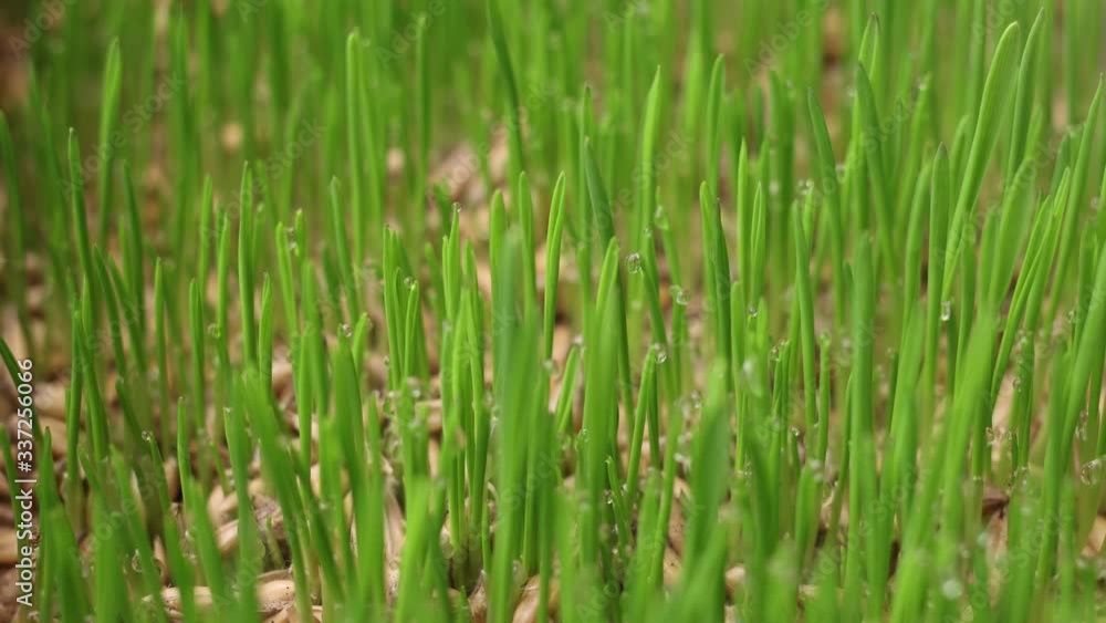 Timelapse with accelerated growing green grass sprouts from oats seeds Timelapse with accelerated growing green grass sprouts from oats seeds