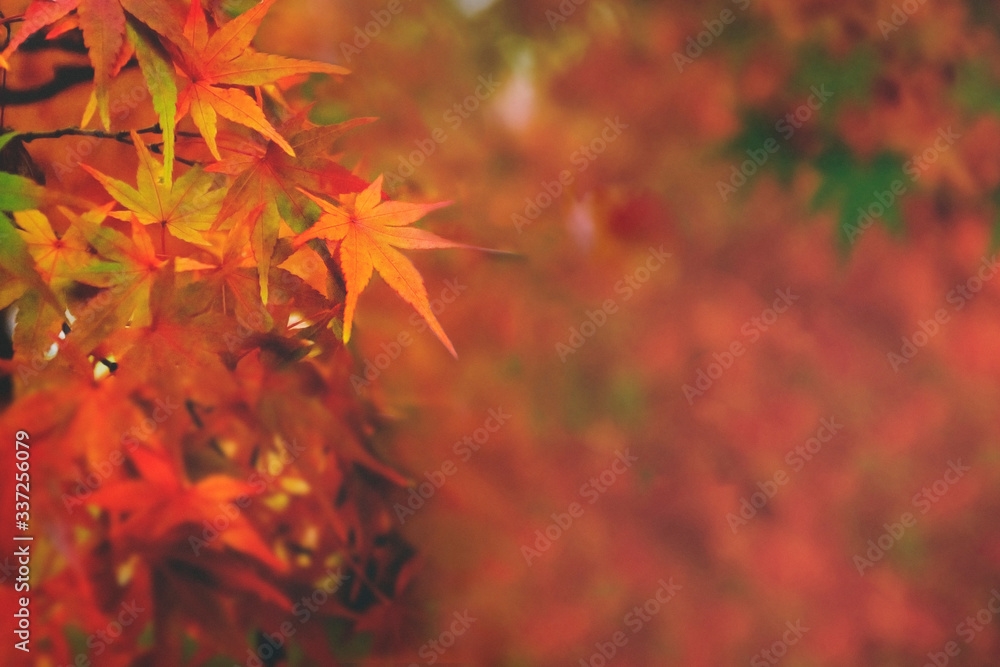Autumn forest leaves