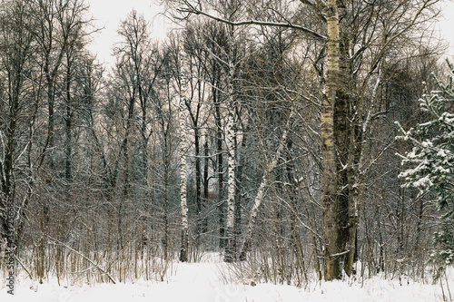Trees with snow in winter in the park in Moscow