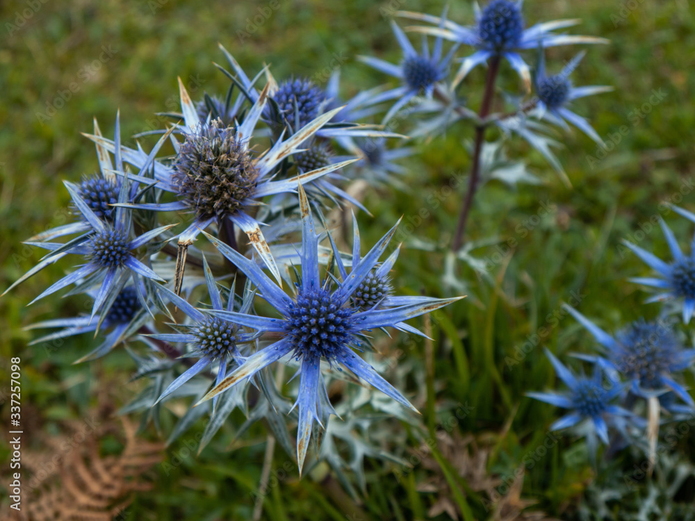 Blue flowers on a blurry grass background Blue flowers on a blurry grass background