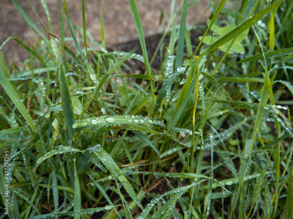 Dew on the grass
