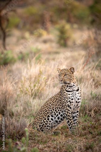 African Leopard sitting