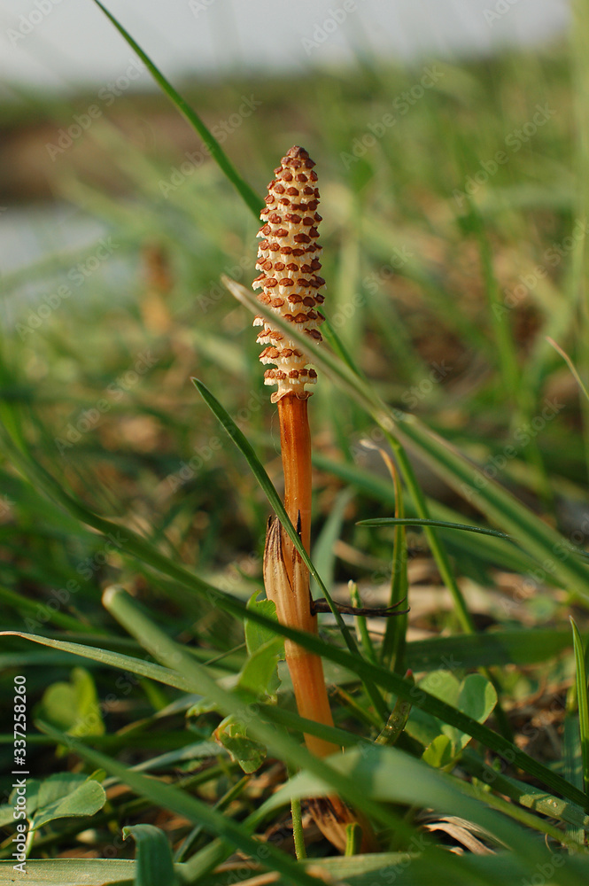 Field horsetail (Equisetum arvense) in spring. Fertile stem on this plant in the family Equisetaceae, growing amongst grass on the river bank.