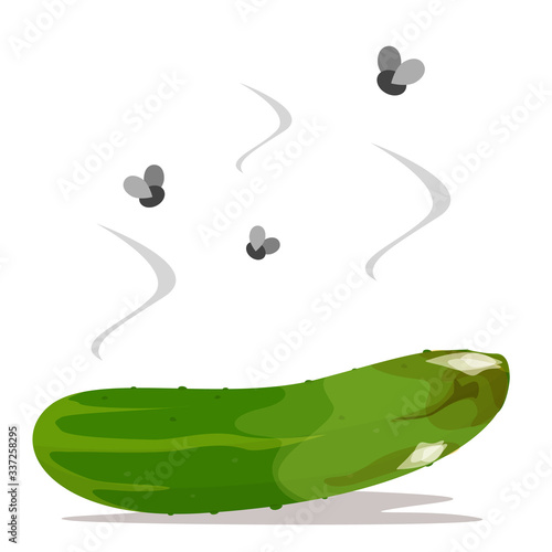 Fresh green cucumber become rotten and bad