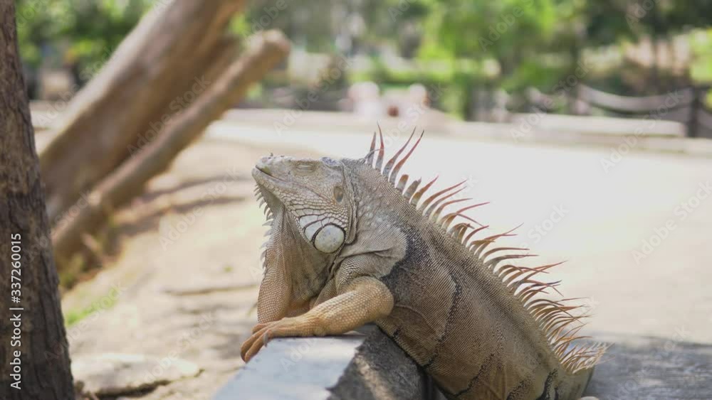 Green iguana also known as the American iguana is a lizard reptile in the genus Iguana in the iguana family. And in the subfamily Iguanidae. Green iguana also known as the American iguana is a lizard reptile in the genus Iguana in the iguana family. And in the subfamily Iguanidae.