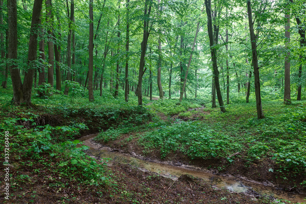 Green spring wet forest with paths and streams Green spring wet forest with paths and streams