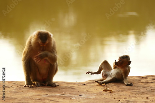 Obraz na plátně funny monkeys seem to laugh together in front of a river