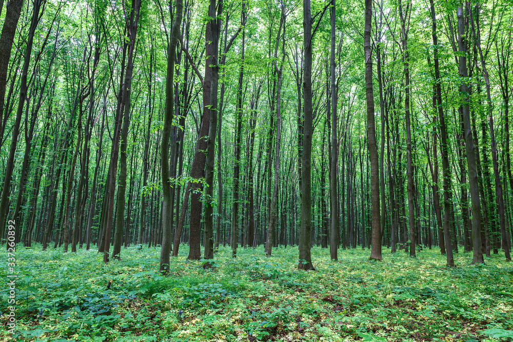 Obraz premium Green spring wet forest with paths and streams