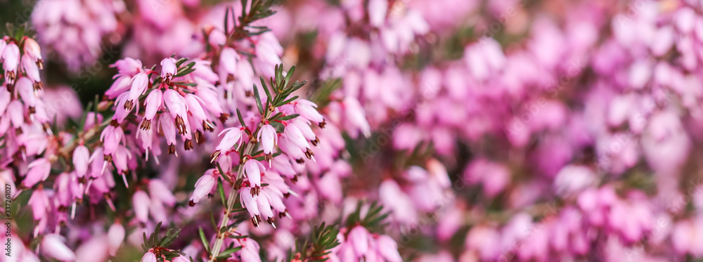 Pink Erica carnea flowers (winter Heath) in the garden in early spring Pink Erica carnea flowers (winter Heath) in the garden in early spring