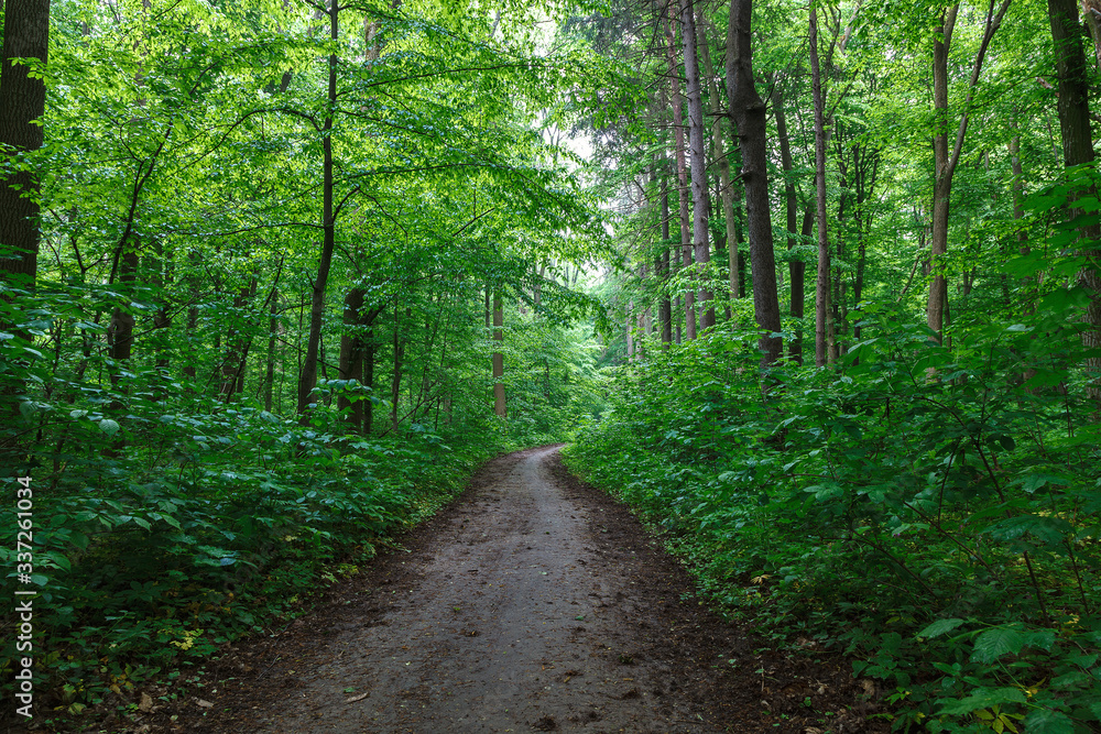 Green spring wet forest with paths and streams Green spring wet forest with paths and streams