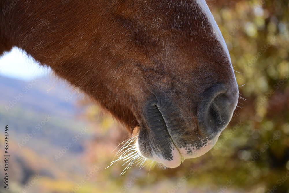 Fototapeta premium BARBETTA