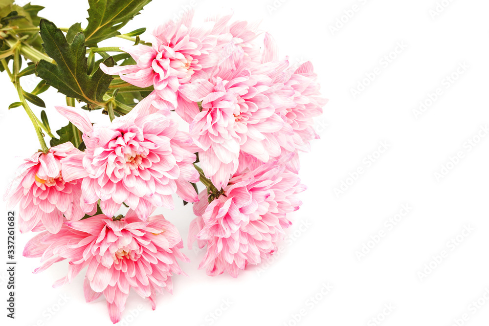 Fototapeta premium Chrysanthemum flowers isolated on a white background