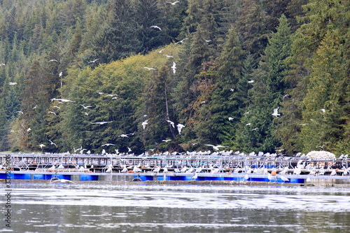 Neets Bay, Alaska / USA - August 18, 2019: Seagulls at Neets Bay, Neets Bay, Alaska, USA photo