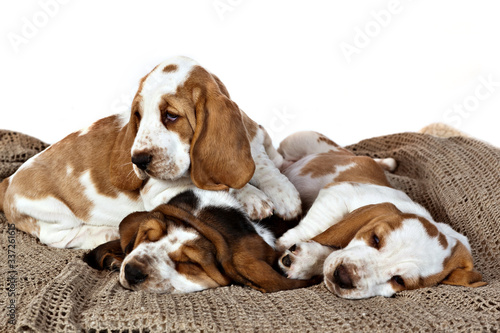 Three Basset hound puppies sleeping together