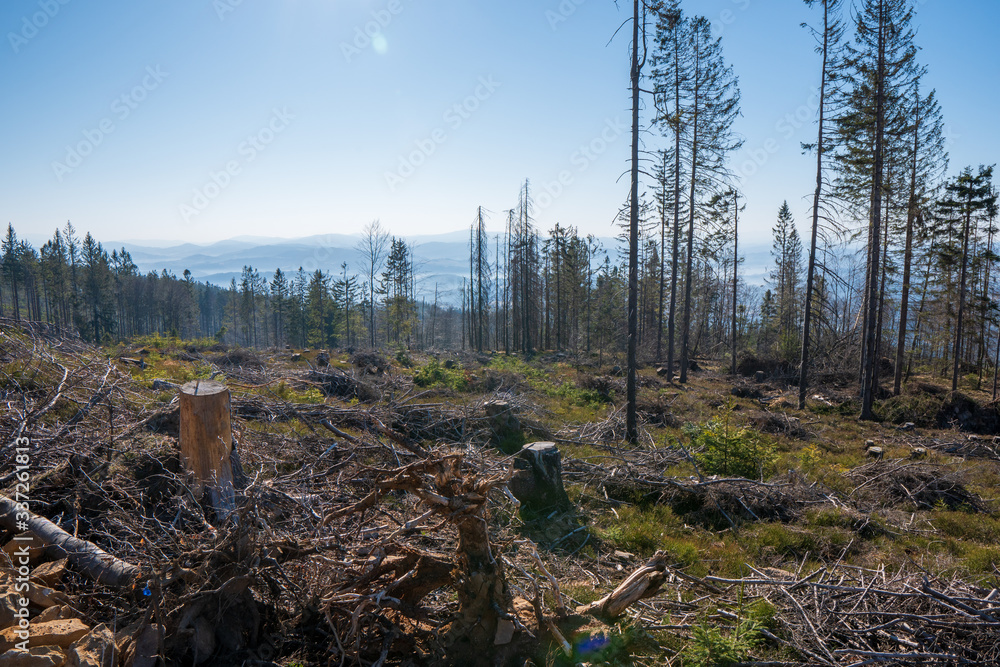 Old ruined forest on mountain top, Czech and slovakia border Velky Polom Old ruined forest on mountain top, Czech and slovakia border Velky Polom
