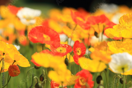 Close-up Of Yellow Flowers Blooming Outdoors © naomi nishiyama/EyeEm