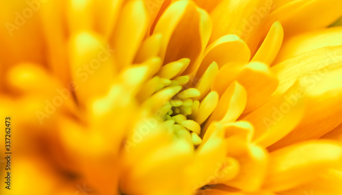 Abstract floral background, yellow chrysanthemum flower. Macro flowers backdrop for holiday brand design