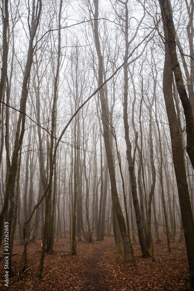 misty winter forest
