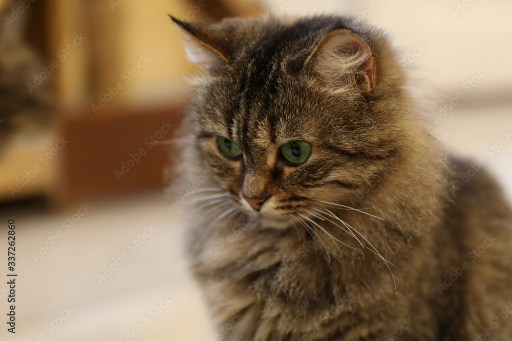 portrait of a cat portrait of a cat