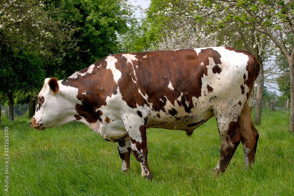 Boeuf race normande