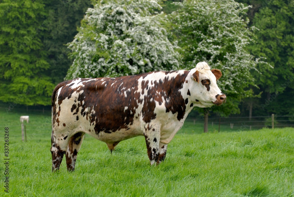 Boeuf race normande Stock Photo | Adobe Stock