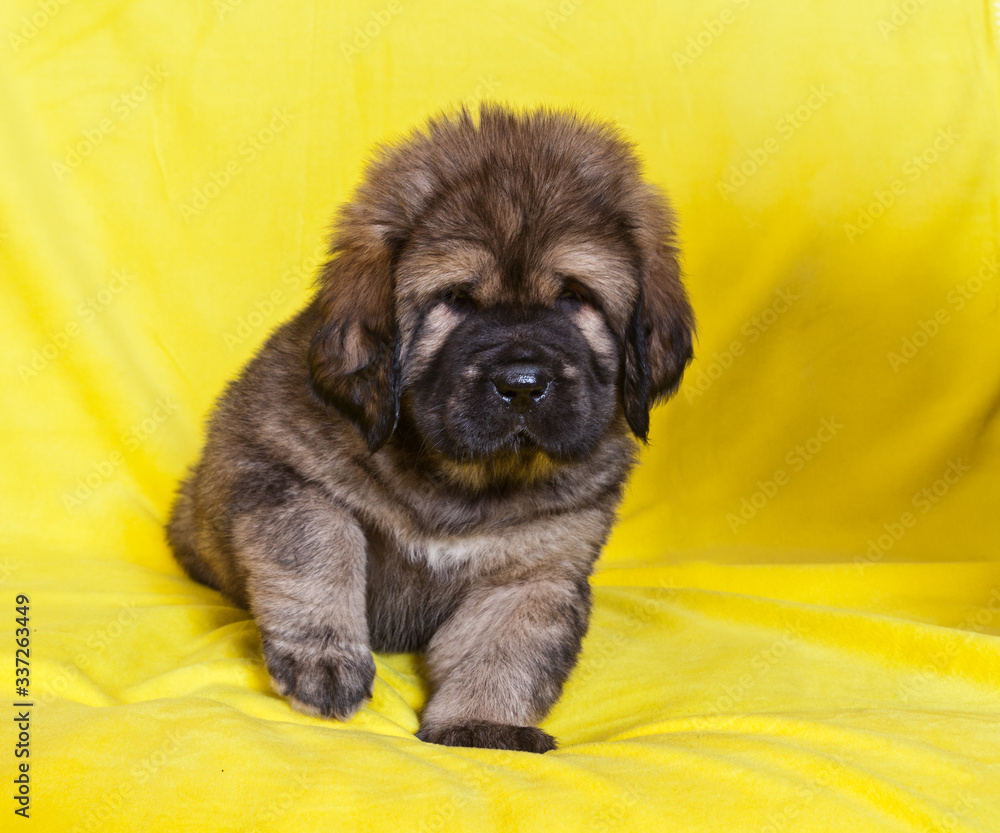 Dog Tibetan Mastiff puppy on yellow background Stock Photo | Adobe Stock