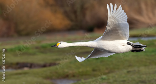 Bewick Swan in flight